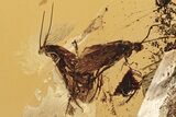 Two Fossil Caddisflies (Trichoptera) In Baltic Amber - Mate Guard! #343240-1